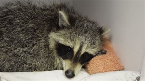 Baby raccoon recovering after attempted drowning in Toronto backyard ...