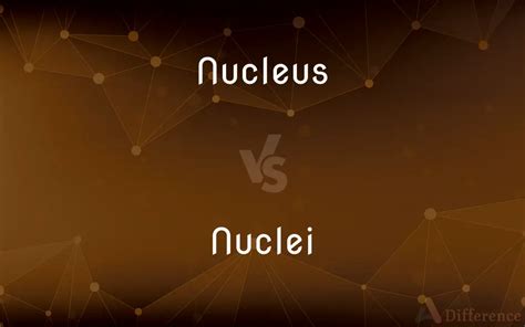 Nucleus Vs Nuclei — Whats The Difference