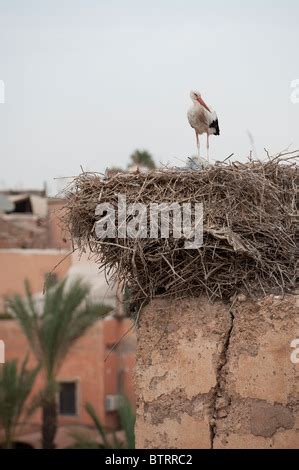 Storks Nesting On El Badi Palace Marrakech Morocco North Africa