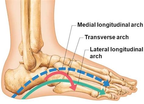 Arches Of Foot Anatomy