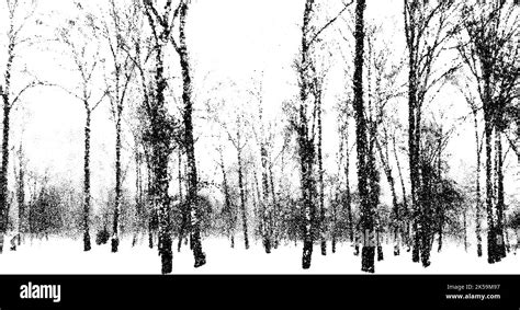 Paysage de la forêt de bouleau en hiver froid Parc enneigé de style