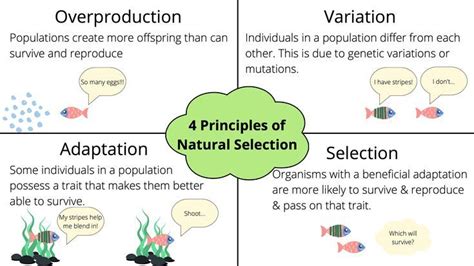 These Are Doodle Notes For The Four Principles Of Natural Selection