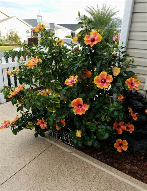 Beautiful Fiesta Hibiscus Bush Blooming In The Villages Hibiscus