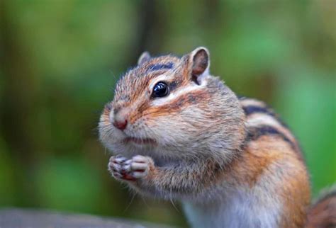 Chipmunk Facts: 40 Facts About These Cute Critters - Facts.net