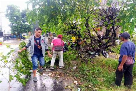 Diterpa Angin Kencang Sejumlah Pohon Besar Di Magetan Ambruk Timpa Motor