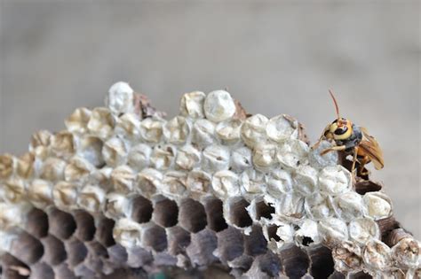 Premium Photo Hornet S Nest With Larva Wasps Nest With Larva