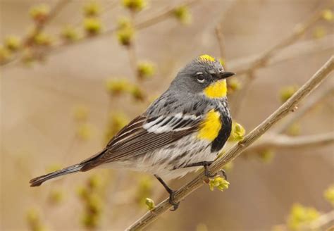 warbler, Bird, Birds, Nature, Wildlife