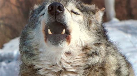 Husky Trio's Howling Quickly Escalates All Because Their Mom Asked a ...