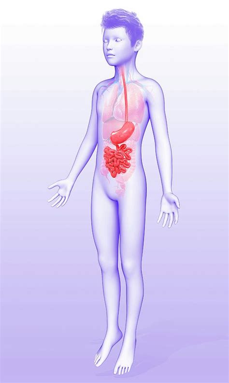 Human Digestive System Photograph By Pixologicstudio Science Photo