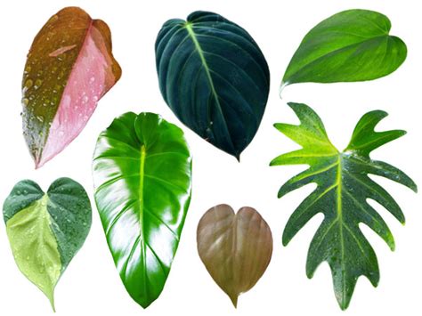 Variegated Philodendron Varieties Plant Identification, 41% OFF