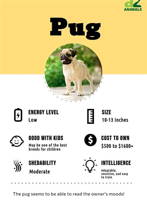 Pug - A-Z Animals