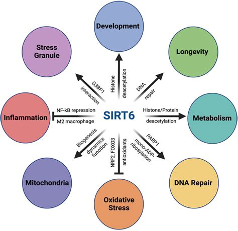 Frontiers The Many Faces Of Sirt In The Retina And Retinal Pigment