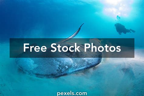 Stingray Underwater Photos, Download The BEST Free Stingray Underwater ...