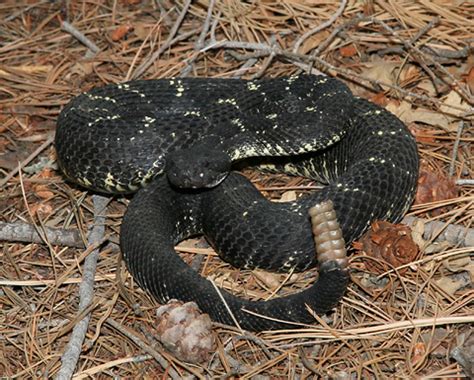 Arizona Black Rattlesnake Facts and Pictures | Reptile Fact