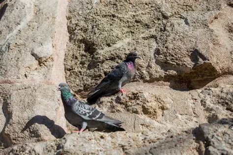 Pair of rock pigeon Stock Photos, Royalty Free Pair of rock pigeon Images | Depositphotos