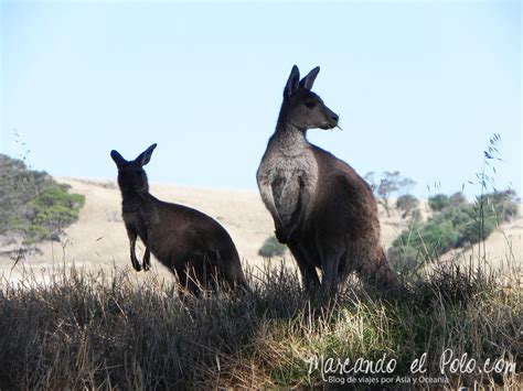 Canguros, Australia - Marcando el Polo