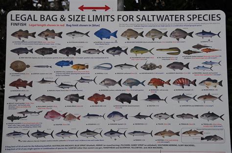 Saltwater Fish Bag Size Limits At Brunswick Heads Flickr