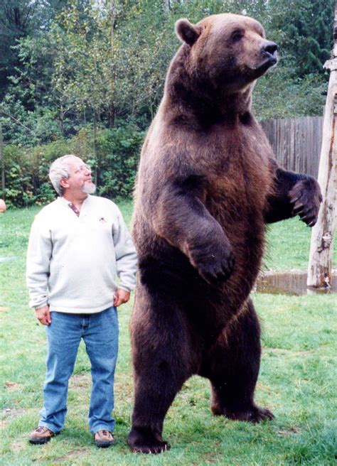 Human Vs. Grizzly: The Ultimate Size Showdown