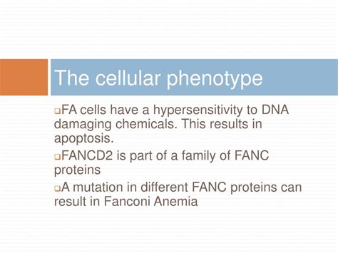 PPT FANCD2 FANCONI ANEMIA PROTEIN COMPLEMENTATION GROUP D2 PowerPoint