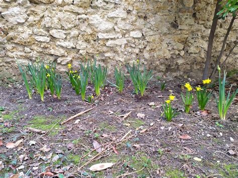 Avril au jardin Collège Gay Lussac