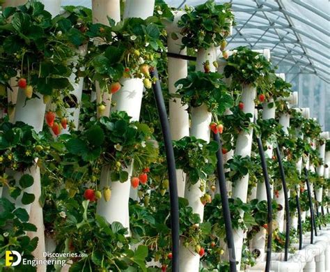 Everything You Need To Know About Hydroponics Engineering Discoveries