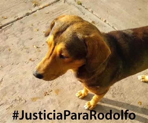 Rodolfo Perrito Que Fue Asesinado En Los Mochis Perrhijos