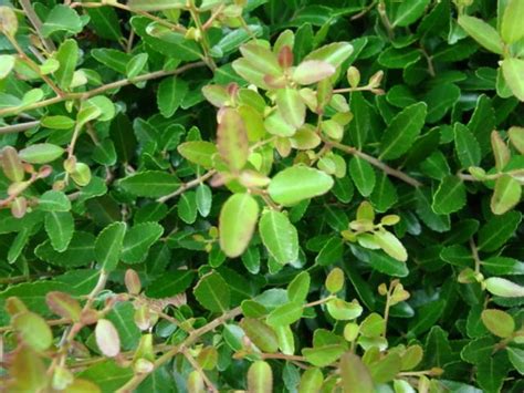 Photo Of The Leaves Of Dwarf Yaupon Holly Ilex Vomitoria Nana