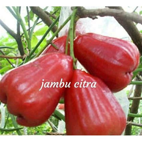 Jual Jambu Citra Sambung Pucuk WISATA AGROTANI Shopee Indonesia