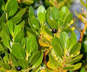 Grow These 4 Native Evergreen Shrubs For Year-Round Beauty | Gardening ...