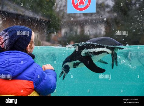 Child Underwater Animal Zoo Hi Res Stock Photography And Images Alamy