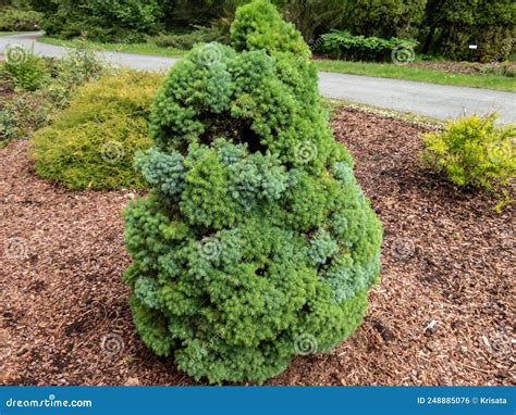 White Spruce Canadian Spruce Or Skunk Spruce Picea Glauca Moench Voss