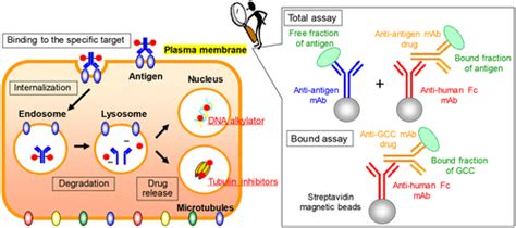 Immunocapture LC MS Based Target Engagement Measurement In Tumor Plasma