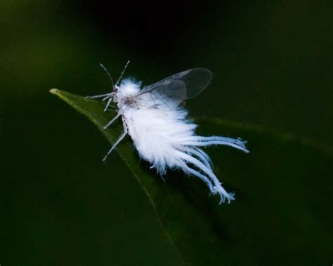 Flying Fuzz Wooly Aphid 8185 I Think These Are Cute And Flickr