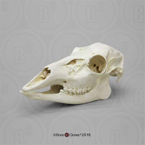 White-tailed Deer Doe Skull - Bone Clones - Osteological Reproductions