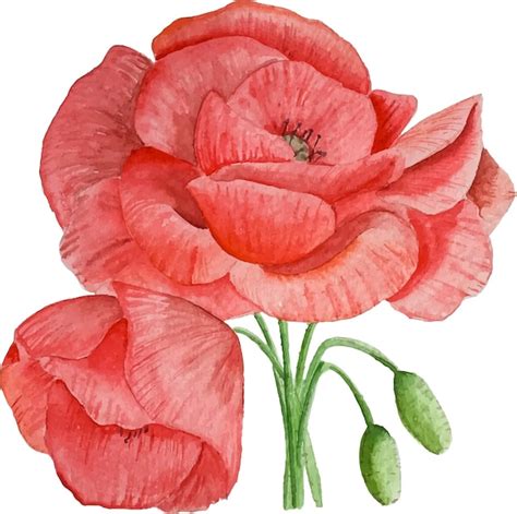 Premium Vector | Poppy flower watercolor vector