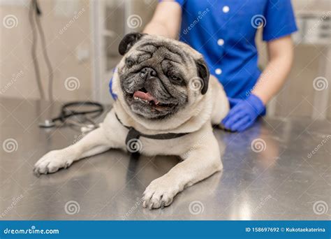 Young Professional Female Veterinarian Doctor Hold Pug Dog Before Exam