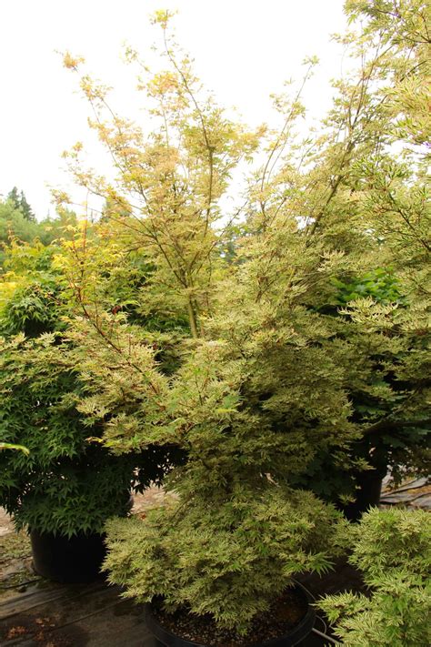 Acer Palmatum Ikandi Specimen 2360 Conifer Kingdom