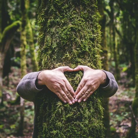 El Poder Curativo De Los Bosques Descubre Sus Beneficios Para La Salud