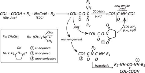 A Representative Crosslinking Scheme Of Collagen Either With Edc Or In