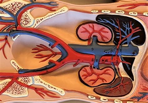 Blood Vessel Practical Abdomen And Pelvis Diagram Quizlet