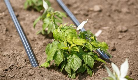 Planter Un Framboisier A Se Fait En Automne Conseils Pour Ne Pas