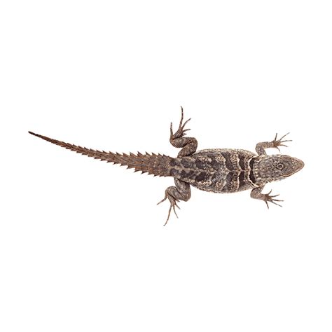 Photo Clipart Png Photo Hd Photos Png Images Lizard Eastern Photo