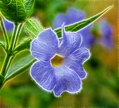 Blue Flower Fractal Photography By Pixie Copley Lrps Saatchi Art