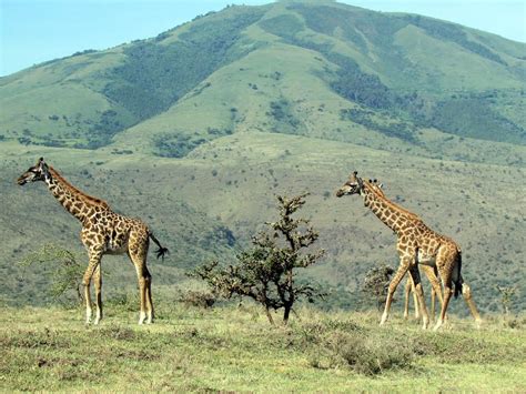 Ngorongoro Day Trip - Samsons safaris