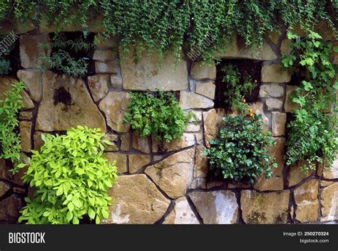 Stone Wall Plants Image & Photo (Free Trial) | Bigstock