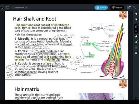 Histology Lecture Skin Ii Hair Nails Part Youtube