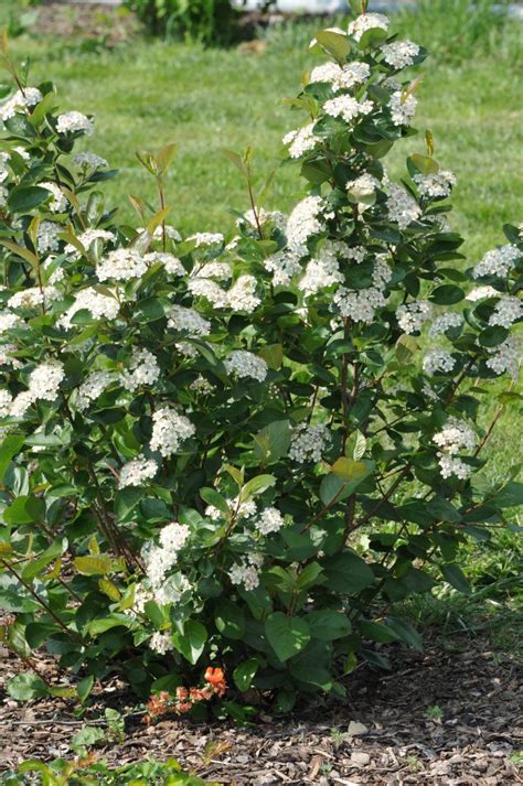 Aronia melanocarpa Nero Gavallér Kertészet