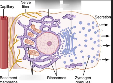 secretion process diagram quizlet