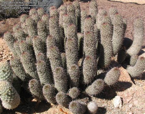 Plantfiles Pictures Rattail Cactus Mammillaria Pottsii 1 By Xenomorf