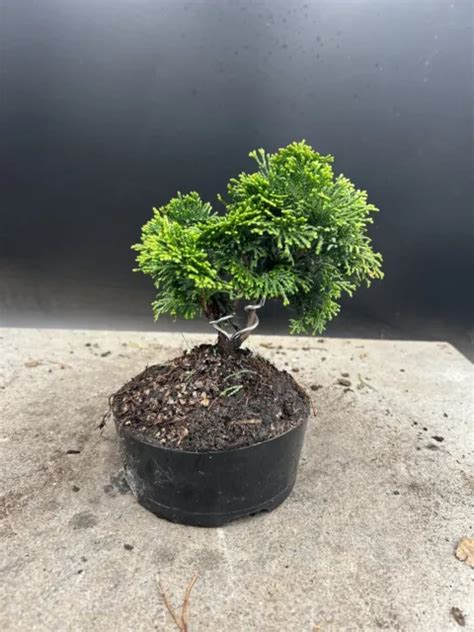 Shohin Hinoki Cypress Bonsai Tree Nana Gracilis Bonsai